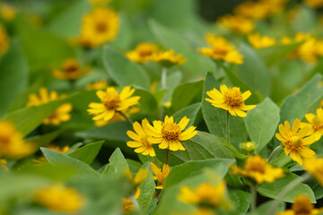 beautiful little yellow flowers. melampodium - butter daisy. yellow flowers in the garden
