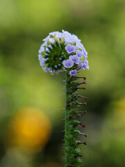 Heliotropium indicum with a natural background. Also called Sangketan, buntut tikus, Indian...