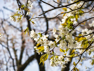 林の中の桜の花