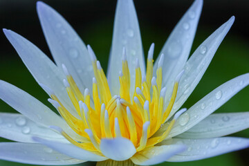 Fototapeta premium Water lilies flower with green leaf background, close-up of beautiful pink water lily flower blooming in the pond. Macro Photography, beautiful white flower 