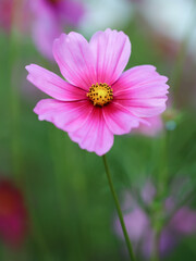 Fototapeta premium Colorful Cosmos Flower - Cosmos bipinnatus, Beautiful Pink Flowers in Backyard Garden 
