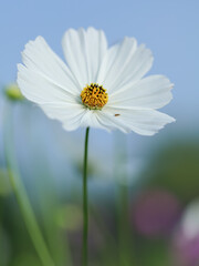 Obraz premium close-up view of cosmos flower, cosmeya in the garden in summer. High quality photo