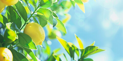 Lemons on tree branch