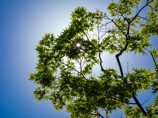 光の中の青紅葉