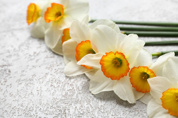 Fototapeta na wymiar Daffodil flowers on grunge white background