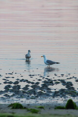 seagull on the beach