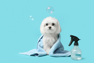 Cute Maltese dog in towel with soap bubbles on blue background