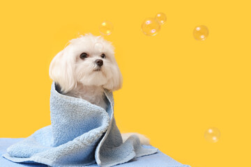 Cute Maltese dog in towel with soap bubbles on yellow background