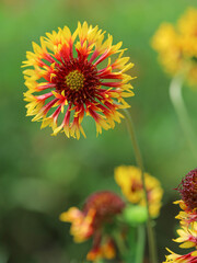 Close up of The Gaillardia Daisy, also known as Blanket Flower, is a fun, color-popping perennial to add to your garden. Yellow wildflower in nature
