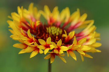 Close up of The Gaillardia Daisy, also known as Blanket Flower, is a fun, color-popping perennial...