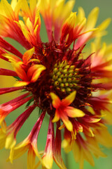 Close up of The Gaillardia Daisy, also known as Blanket Flower, is a fun, color-popping perennial to add to your garden. Yellow wildflower in nature
