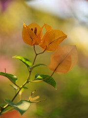 Bougainvillea glabra, the lesser bougainvillea or orange paperflower in nature. Orange flower in the garden, bokeh background

