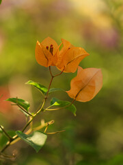 Bougainvillea glabra, the lesser bougainvillea or orange paperflower in nature. Orange flower in...
