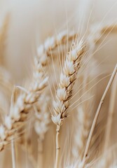 Obraz premium Close Up of a Bunch of Wheat