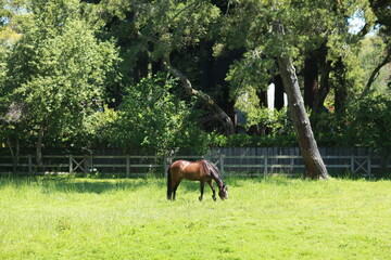 Bay horse grazing in green pasture