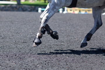 Horse legs cantering in an arena, wearing protective boots