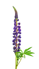 Lupin. decorative plant Lupin for summer design. Pink, lilac, purple, blue lupine on transparent, png
