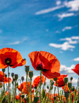 A vibrant field of red poppies under a blue sky