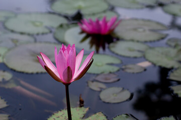 Bright pink blooming lotus flowers from above with green leaves in calm water.