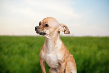 Beautiful cute dog on spring grass
