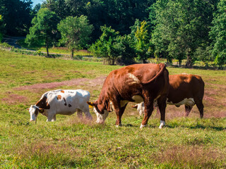 Fototapeta na wymiar 2 Large Cows With A Calf Grazing On Afield With Trees In The Background