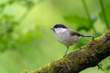 Sumpfmeise im Frühling vor grünem Hintergrund
