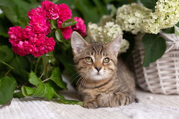 A tabby kitten lies near a white basket against a background of green leaves and spray roses and hydrangeas.