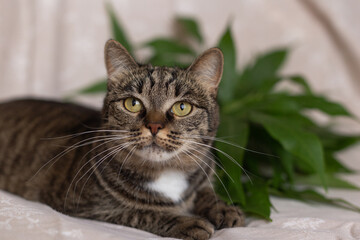 Tabby cat lies on a background of green leaves