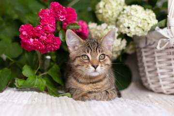Tabby kitten near a basket on a background of flowers and green leaves