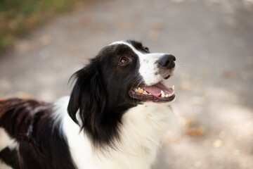 Portrait of a black and white shaggy dog.