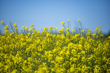 Rapeseed According to the United States Department of Agriculture, rapeseed was the third most...
