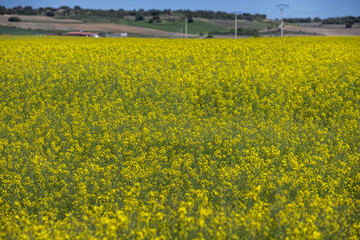 Brassica napus, known as raps and canola (and also as rapeseed for the Oleracea variety) is a species of cultivated plant in the Brassicaceae family