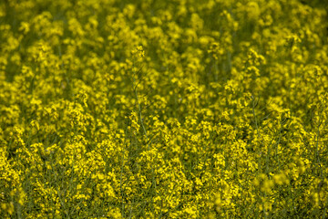 rapeseed has leaves up to 40 cm, glaucous, glabrous or very often ciliated on the veins or margins