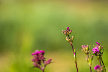 Summer natural landscape with pink flowers with long carving on the meadow with lots of bokeh...
