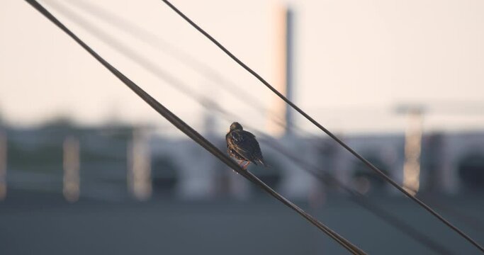 Starling bird peched and flying from electricity cable city wildlife nature
