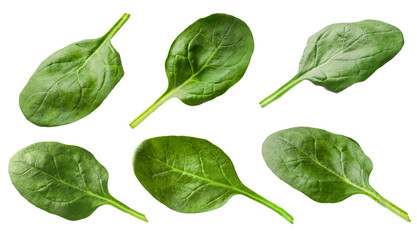 Fresh spinach leaves isolated on white, set