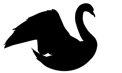 silhouette of swan