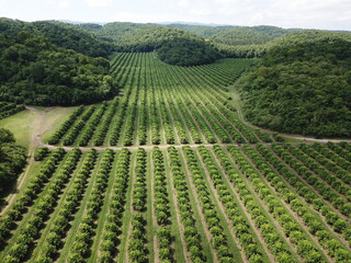 Lemon plantation in northwestern Argentina