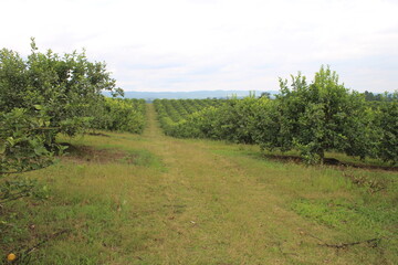 Fototapeta na wymiar Lemon plantation in northwestern Argentina