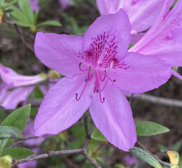 Purple Pretty Flower