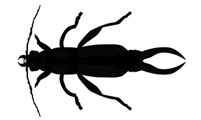 silhouette insect