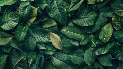 Dense Foliage of Green Leaves Textured Background