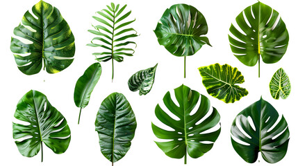 Fototapeta na wymiar set of exotic big leaf green interior home plant for decoration and different foliage leaves and petals closeups cotout isolated on transparent png background