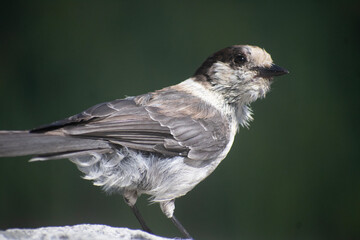 Portrait of a Songbird, Mount Rainier