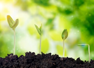 Green fresh plants in soil, nature background