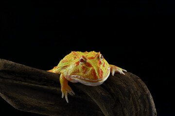Yellow Amazon frog closeup front view, animal closeup, amphibian closeup, albino pacman frog with...