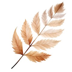 Autumn leaves isolated on white background. Watercolor hand drawn illustration.
