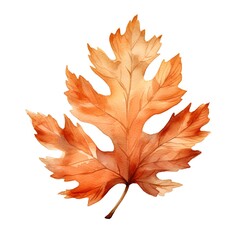 Watercolor autumn orange oak leaf isolated on white background. Hand painted illustration