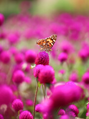 Vanessa cardui is the most widespread of all butterfly species. the painted lady butterfly on...