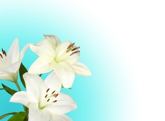Fototapeta na wymiar Branch of fresh aroma white bright lilies flowers